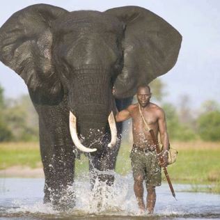 From Facebook - elephant and human - Life on Earth