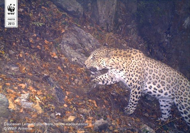 Copyright WWF-Armenia. Caucasian leopard. IMG 01