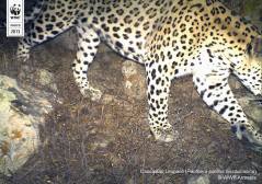 Copyright WWF-Armenia. Caucasian leopard. IMG 03