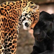 Jaguars love