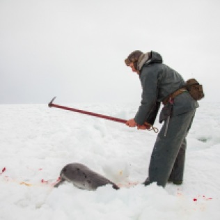 GULF OF ST. LAWRENCE - Bertrand Oucoin from Magdalen Islands kills a harp seal with a hakapik during the annual seal hunt. The first of a 3-step process is to ensure that the animal is rendered irreversibly unconscious. Seal meat is a popular item on the island and a source of fresh local meat every March. March 19, 2013. RANDY RISLING/TORONTO STAR