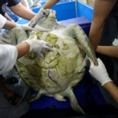25-year-old green sea turtle "Bank" prepare clean surgical scar at Chulalongkorn University in Bangkok, Thailand, Friday, March 10, 2017. Veterinarians operated on Bank Monday to remove 915 coins weighing 5 kilograms (11 pounds) from her stomach, which she swallowed after misguided human passers-by tossed coin into her pool for good luck in eastern Thailand. (AP Photo/Sakchai Lalit)