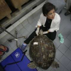 APphoto_Thailand-Turtle-Trouble-09