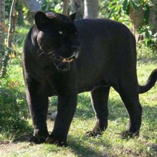 Panthera onca - Black Jaguar or Black Panther
